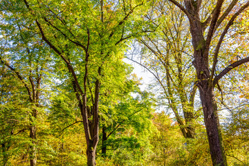 Colorful autumn trees