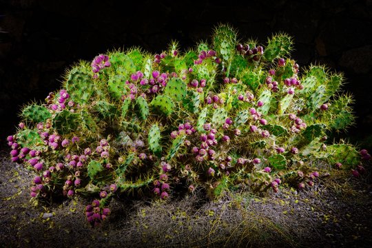 cactus Opuntia with flowers at night with illumination