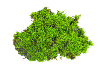 Fototapeta premium Green moss isolated on white bakground