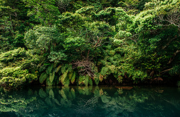Scenery of Urauchi river mangrove forest Iriomote island, Okinawa