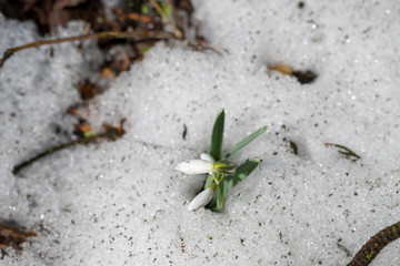springtime snowdrop sprouts through the snow