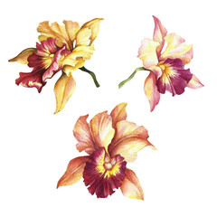 Set of Orchids. Hand draw watercolor illustration. - 198361722