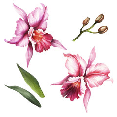 Set of Orchids. Hand draw watercolor illustration.