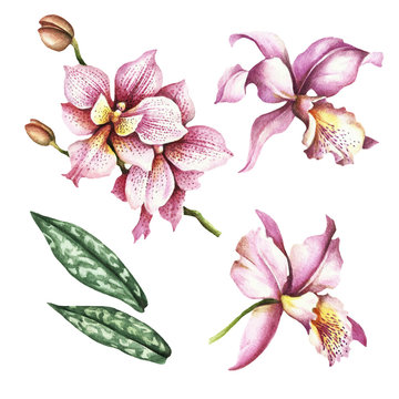 Set of Orchids. Hand draw watercolor illustration.