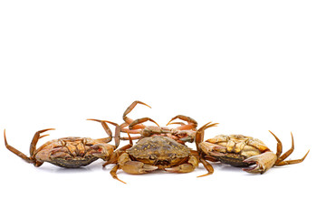 Fresh crabs on a white background.