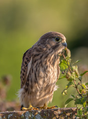 A full body portrait of a common kestrel sitting on a rock in front of a green bokeh background.