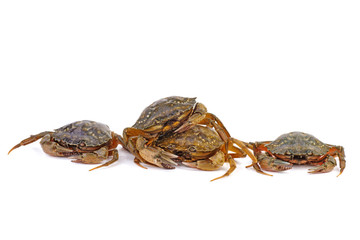 Live crabs on a white background.