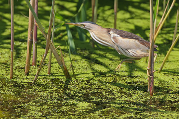 A female little bittern makes the first step to jump from the cane branch