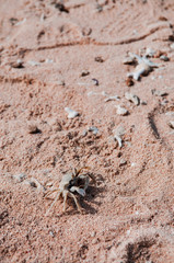 Small fiddler crab on tropical white sand beach