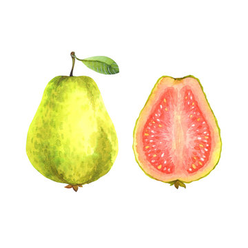Isolated watercolor guava on white background