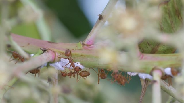 weaver ants are taking care adult aphids on mango flower shoot