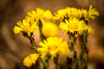 Coltsfoot, medicinal herb, flower in spring in a German forest