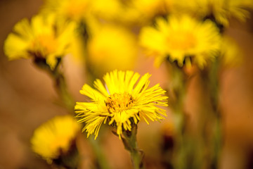 Coltsfoot, medicinal herb, flower in spring in a German forest