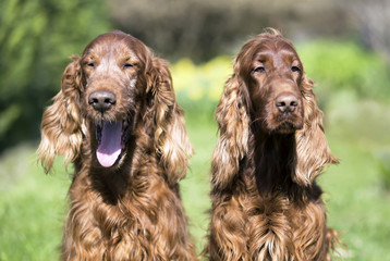 Happy funny smiling Irish Setter dogs laughing