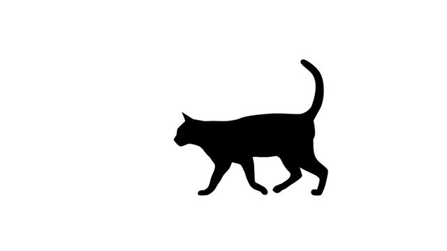Black and white cat on the black and white background, animation
