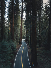 Aerial photograph of black road with yellow line leading through red woods forest in California, USA