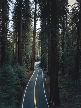 Aerial photograph of black road with yellow line leading through red woods forest in California, USA
