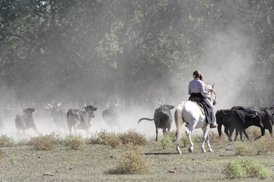 manade camarguaise