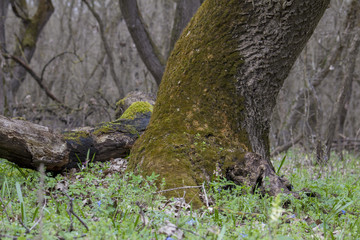 beautiful forest untouched by man, almost untouched