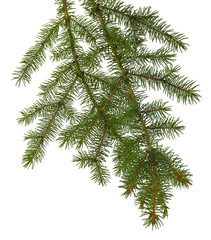  fir tree brach isolated on white without a shadow. © 151115