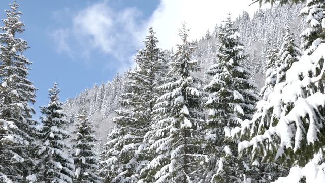 Gorgeous lanscape of pine tree in mountains covered with snow