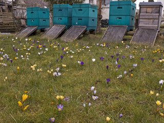 Krokusse auf einer Wiese, im Hintergrund Bienenstöcke, Bienenbeute aus blauem Styropor