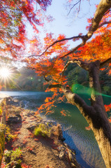 beautiful colorful red, orange, yellow leaves on tree with blue sky near Katsura River in morning, autumn season at Arashiyama, kyoto, Japan, sunlight ray effect, landscape, nature and travel concept
