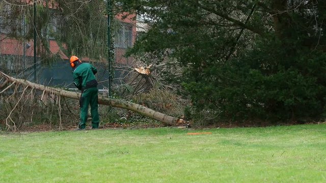 G&auml;rtner entastet Baum mit Motors&auml;ge