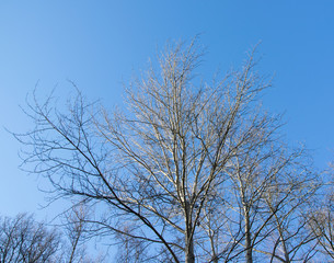 Fototapeta na wymiar Treetop taken against clear sky