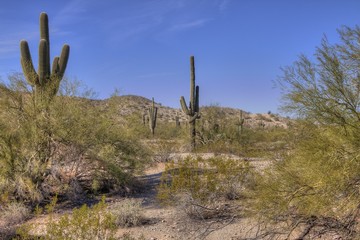 Arizona Desert in Wintertime