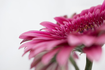 Pink gerbera daisy bouquet.