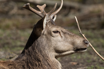 Rothirsch im Portrait