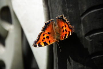 Butterfly on the wheel