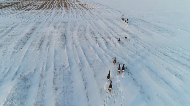 group of roe deer in winter fields