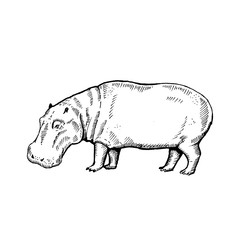 Hand drawn hippo ( hippopotamus, behemoth ). Sketch, vector illustration.