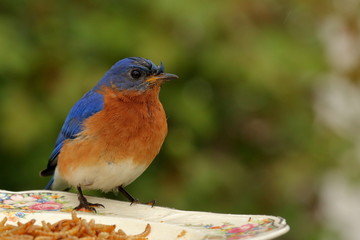 A male Eastern Bluebird visits the meal worm feeder in my garden on a rainy morning.