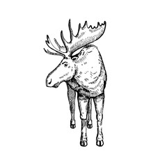 Hand drawn Elk or Moose. Sketch, vector illustration.