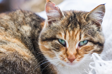Portrait of a red rural cat.