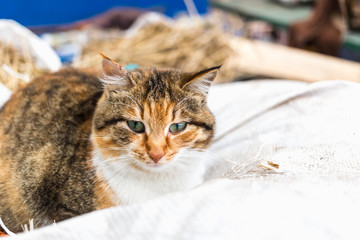 Portrait of a red rural cat.