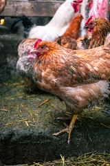 Chickens on the farm. Toned, style, color photo.