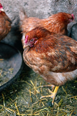 Chickens on the farm. Toned, style, color photo.