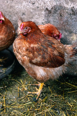Chickens on the farm. Toned, style, color photo.