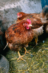 Chickens on the farm. Toned, style, color photo.