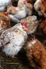Chickens on the farm. Toned, style, color photo.