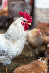 Chickens on the farm. Toned, style, color photo.