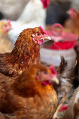 Chickens on the farm. Toned, style, color photo.