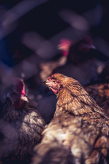 Chickens on the farm. Toned, style, color photo.