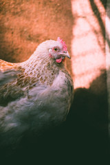 Chickens on the farm. Toned, style, color photo.