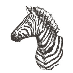 Hand drawn zebra. Sketch, vector illustration.