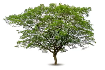 Verduisterende rolgordijnen Bomen isolated tree on white background , graphic resource